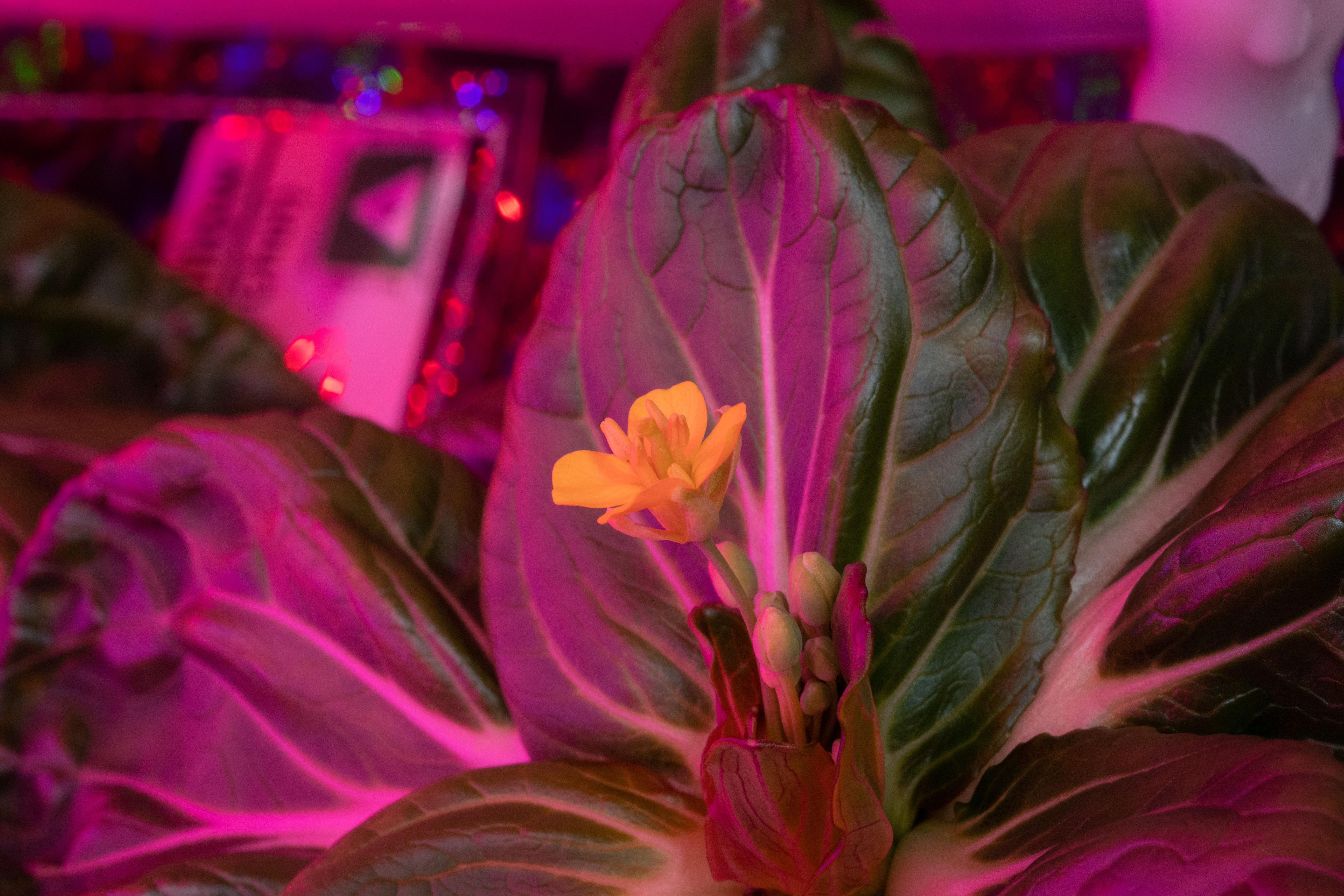 Constant Gardening on the Space Station Constant Gardening on the Space Station