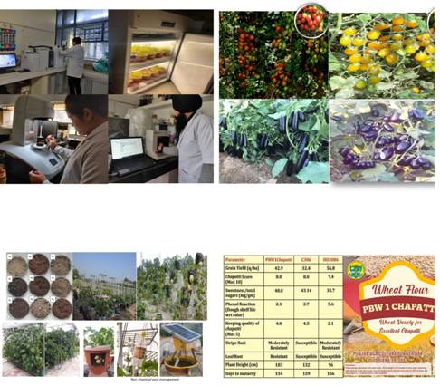Punjab’s new nutrient rich crop & vegetable varieties can cater to nutritional needs of the country Punjab’s new nutrient rich crop & vegetable varieties can cater to nutritional needs of the country
